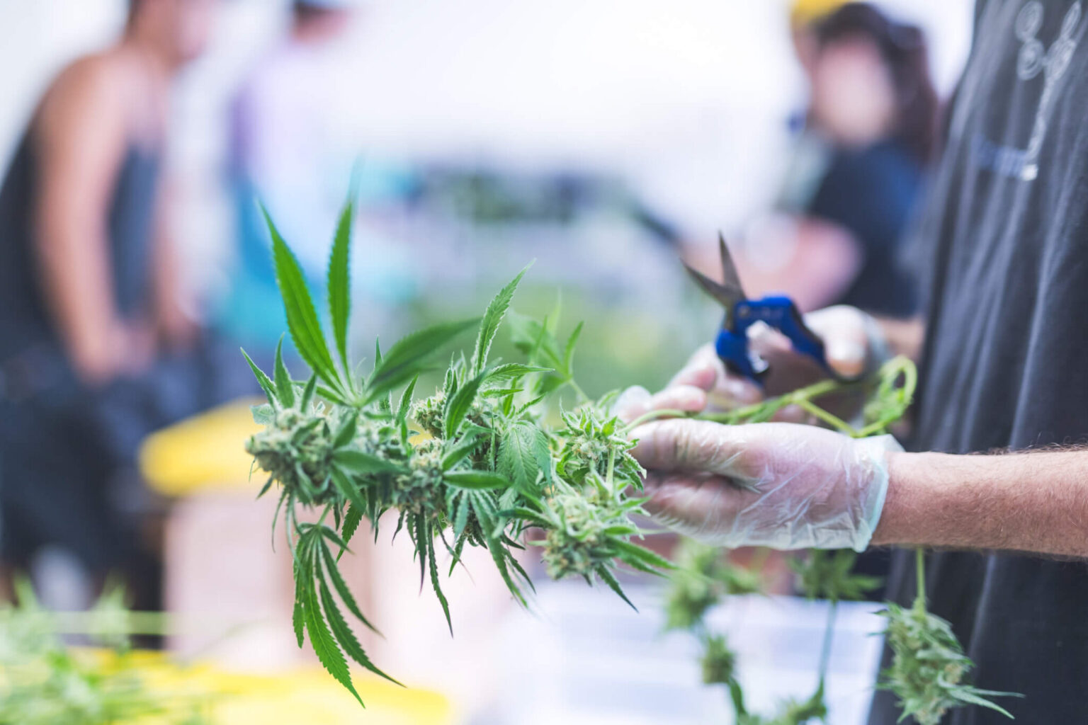 DOJ Plans to Reclassify Marijuana From Schedule I to LowerRisk